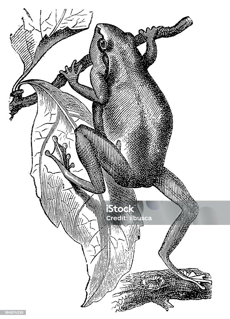 European Tree Frog (Hyla Arborea) Frog stock illustration