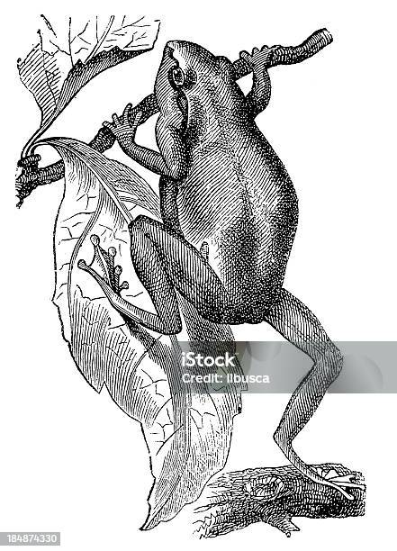 European Tree Frog Stock Illustration - Download Image Now - Frog, Engraved Image, Engraving