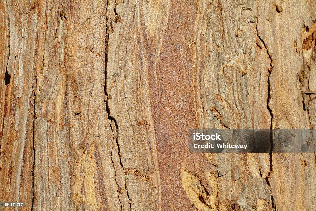 Fundo vermelho crocante de casca de árvore cipreste Cupressus - Foto de stock de Arte royalty-free
