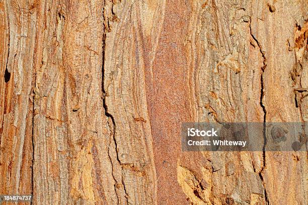 Fundo Vermelho E Descamativa Casca De Árvore Cupressus Cipreste - Fotografias de stock e mais imagens de Ao Ar Livre