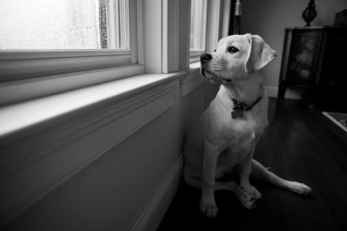 A dog looks out a window on a rainy day. Grainy.