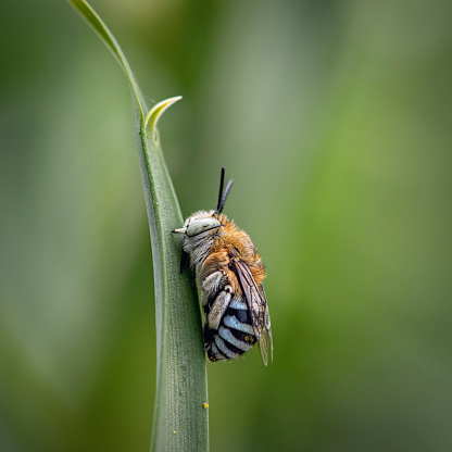 Australian native blue-banded bee resting on a leaf