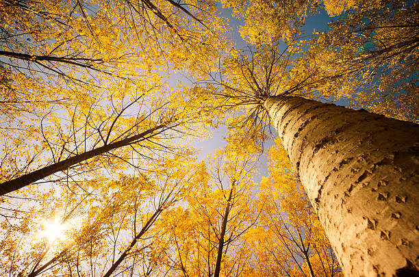 istock Autumn tree in the forest with sunflare 184874980