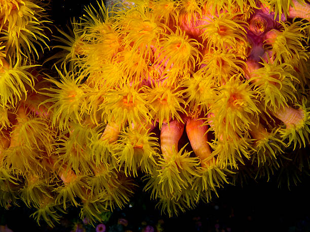 Sea anemone stock photo