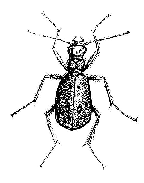 green tiger beetle (cicindela campestris) - 班蝥 幅插畫檔、美工圖案、卡通及圖標