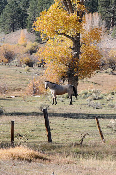 Horse under old cottonwood tree stock photo