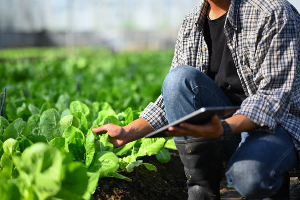 istock Farmer checking organic vegetable in greenhouse and recording farming data on digital tablet. 1848754071