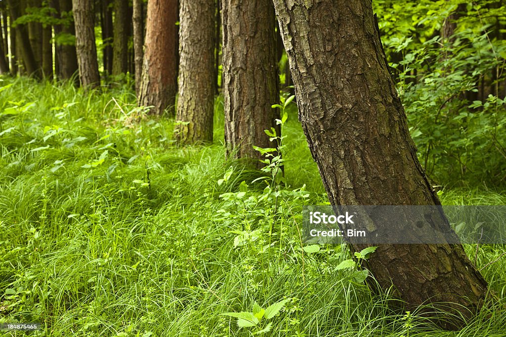 Fila di alberi nella foresta - Foto stock royalty-free di Agricoltura