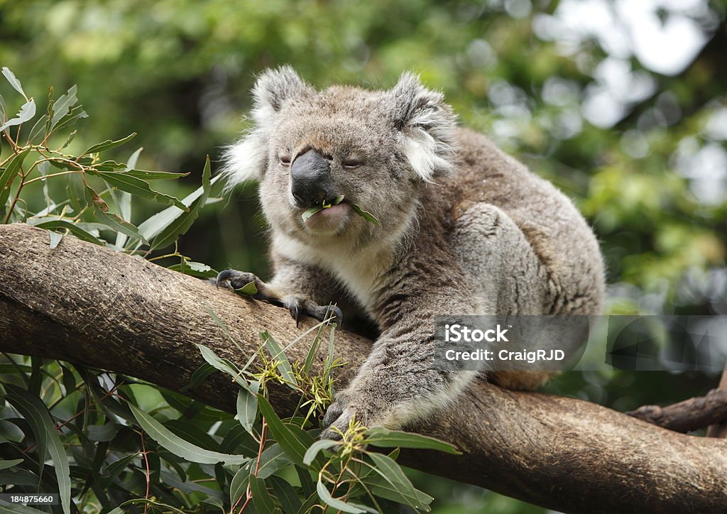 Koala - Lizenzfrei Australien Stock-Foto