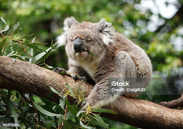 Koala Stockfoto und mehr Bilder von Australien - Australien, Beuteltier, Einzelnes Tier