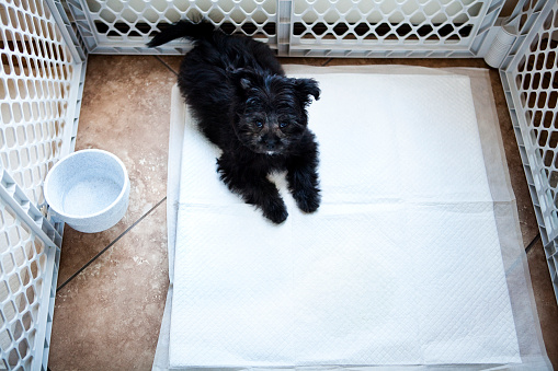 Puppy (yorkipoo) in a play pen on a convenience pad for indoor dogs.