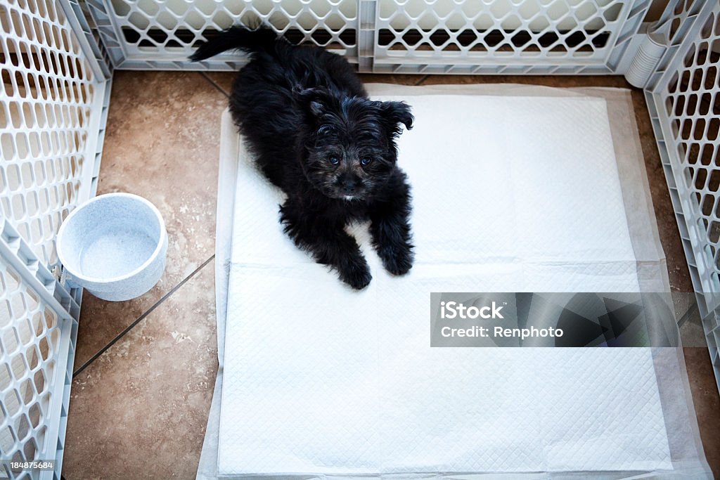 Puppy in a Play Pen Puppy (yorkipoo) in a play pen on a convenience pad for indoor dogs. Playpen Stock Photo