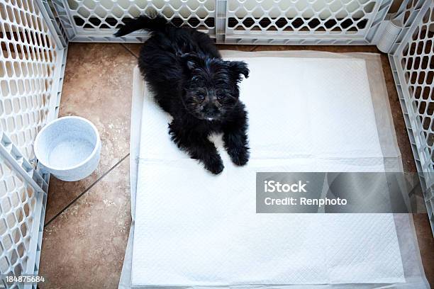 Puppy In A Play Pen Stock Photo - Download Image Now - Playpen, Dog, Animal