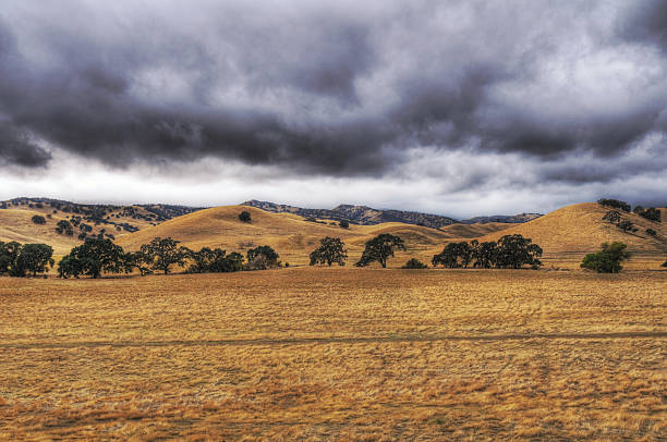 オークの木のフィールド(hdr - oak tree tree grass hdr ストックフォトと画像