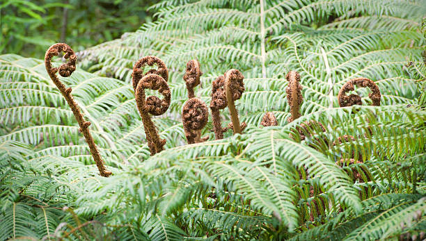 paproć drzewiasta liść złożony - fern new zealand macro frond zdjęcia i obrazy z banku zdjęć