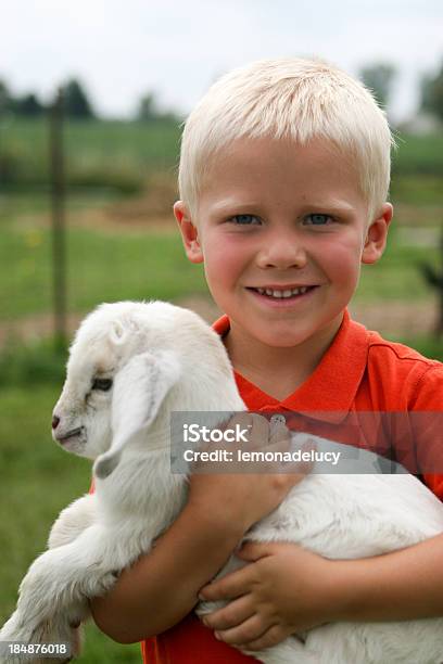 Farm Boy Stock Photo - Download Image Now - Child, Boys, Sheep