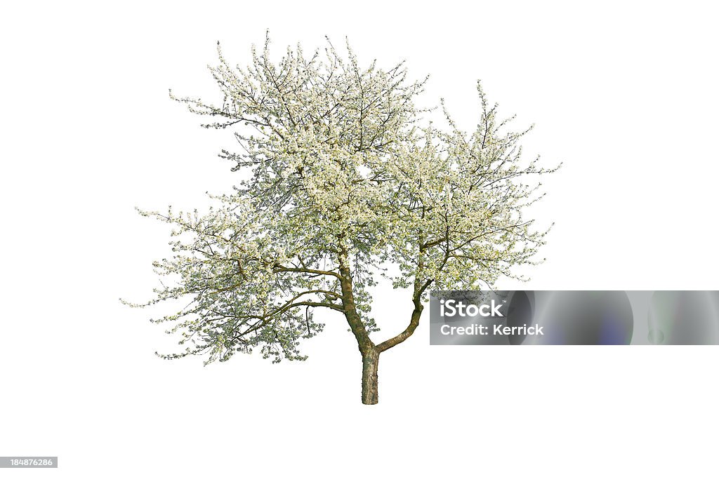 Blühende Kirsche Baum im Frühjahr isoliert auf weiss - Lizenzfrei Weißer Hintergrund Stock-Foto