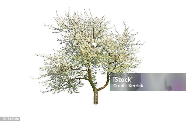 Blühende Kirsche Baum Im Frühjahr Isoliert Auf Weiss Stockfoto und mehr Bilder von Weißer Hintergrund