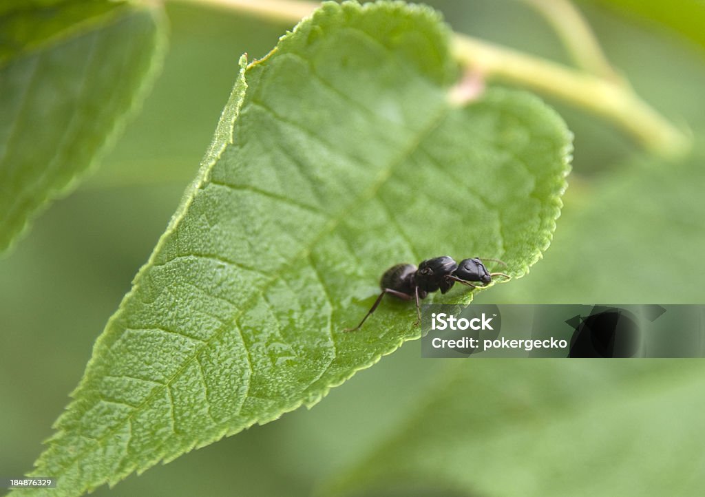 Carpenter Ant auf Blatt mit Queen-Size-Bett - Lizenzfrei Ameise Stock-Foto
