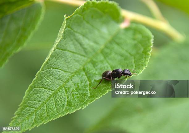 Queen Camponotus Na Liść - zdjęcia stockowe i więcej obrazów Camponotus - Camponotus, Czarny kolor, Czułek