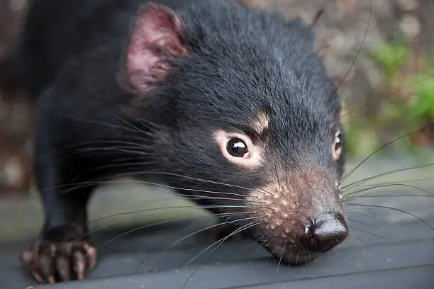 Close up of a cute Tasmanian Devil looking at the camera aa with shallow depth of field and blurred background. Click to see more...