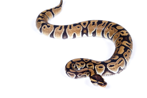 A Ball Python slithering on a white background.