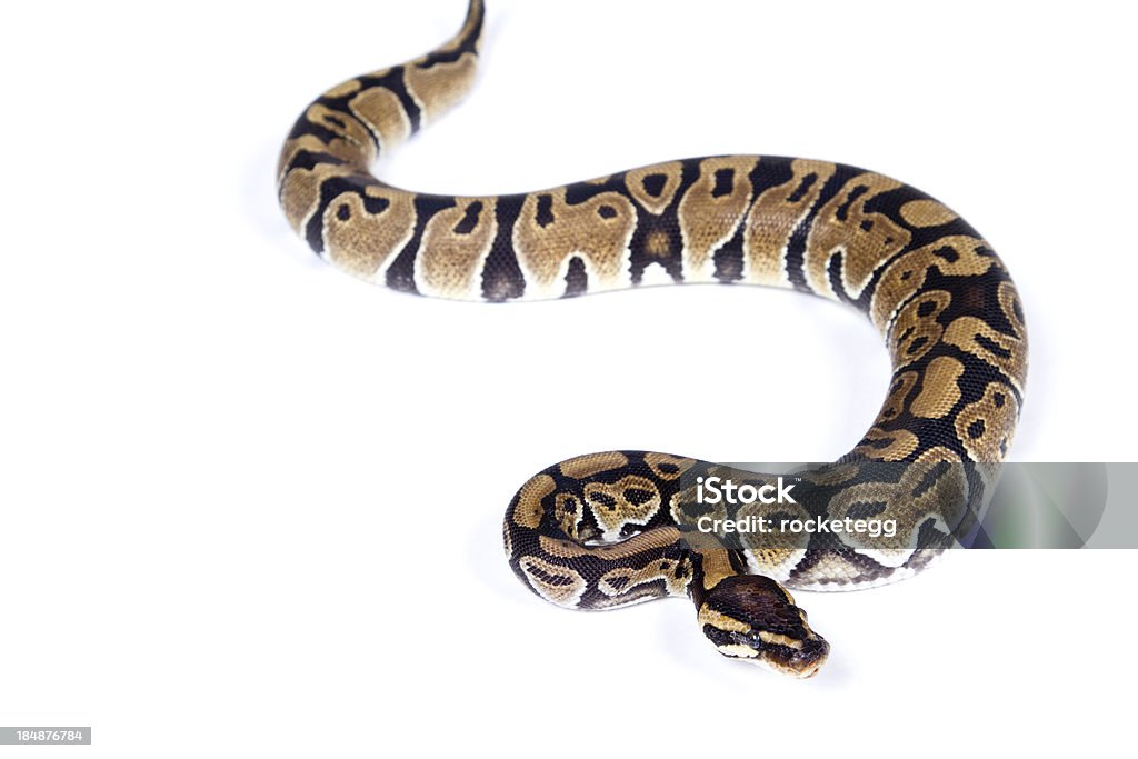 Slithering Snake A Ball Python slithering on a white background. Snake Stock Photo