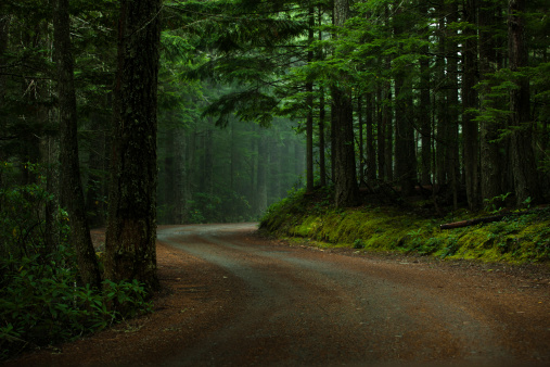 A road winds through the dark temperate rainforest of the Pacific Northwest in Olympia National Forest in Washington.