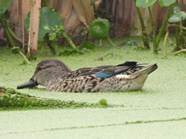 istock Blue-winged Teal Duck (Anas discors) -  female foraging in a lake 1848771161