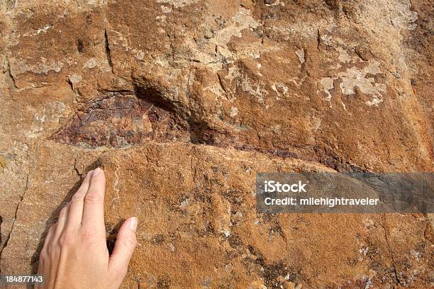 Jurassic Fossil Dinosaur Bone In Sandstone Morrison Colorado Stock Photo - Download Image Now