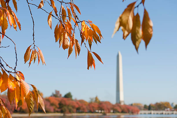 istock Washington monument at the mall, in DC with colorful tree 184877219