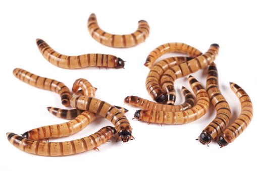 Superworm, zofobas (Zophobas morio), larvae on a white background