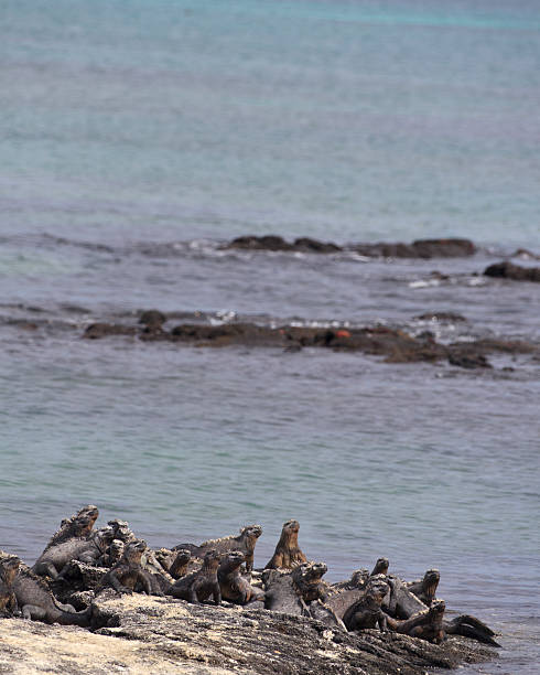 istock Galapagos: Group of Young Marine Iguanas on Beach. 184877286