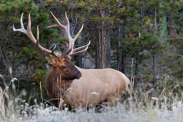 Large elk standing at the edge of a field in a forest