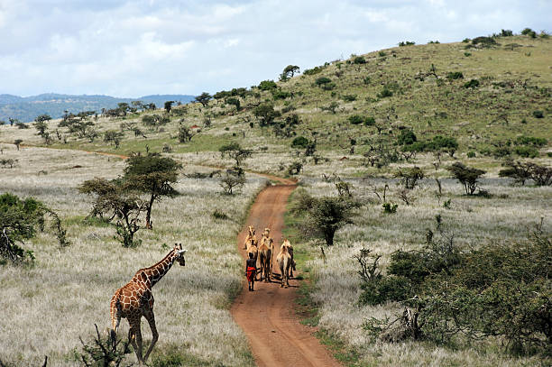 Camello rebaño y jirafa Masai - foto de stock