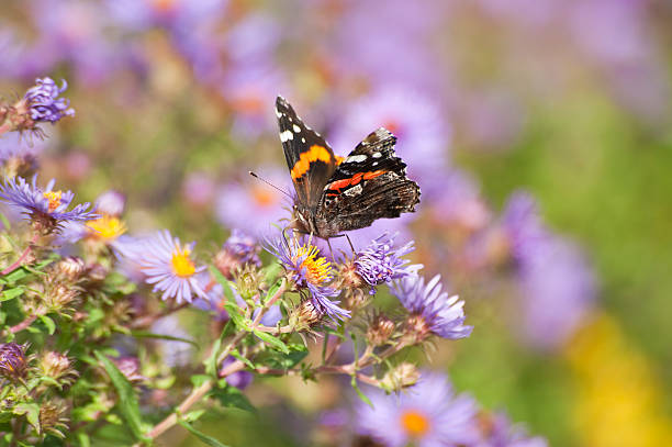 istock Red Admiral Butterfly Series 184877451