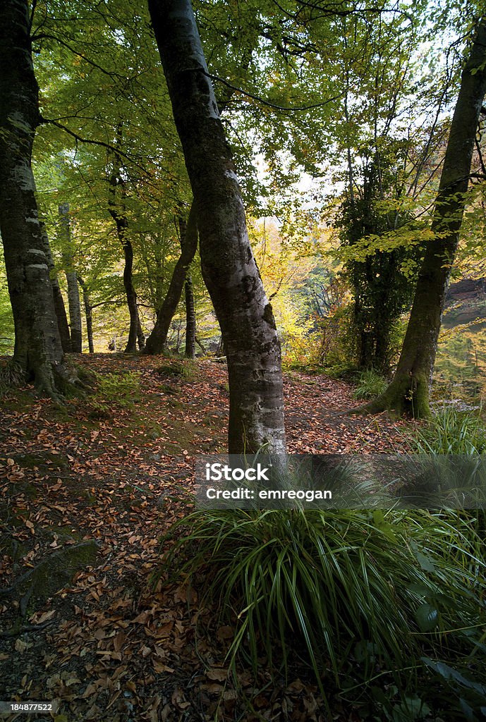Forêt en automne tôt le matin - Photo de Arbre libre de droits