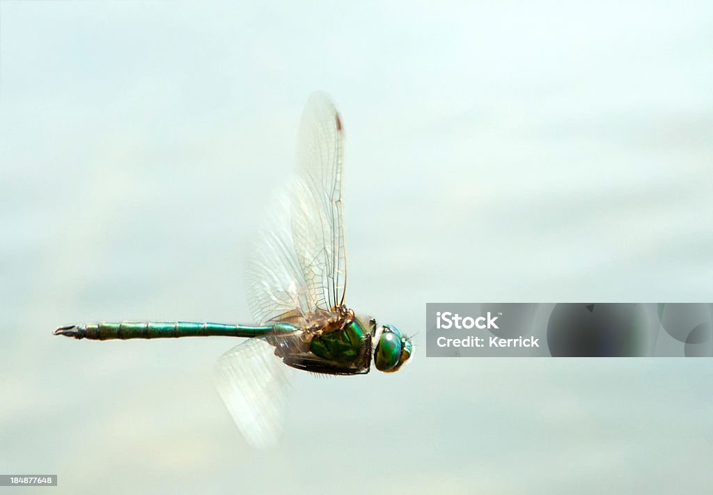 Libelle im Flug-Textfreiraum - Lizenzfrei Blickwinkel der Aufnahme Stock-Foto