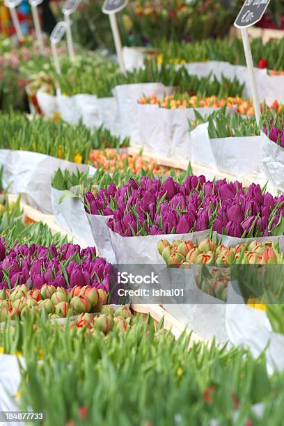 Tulipanes Foto de stock y más banco de imágenes de Amarillo - Color - Amarillo - Color, Blanco - Color, Buqué
