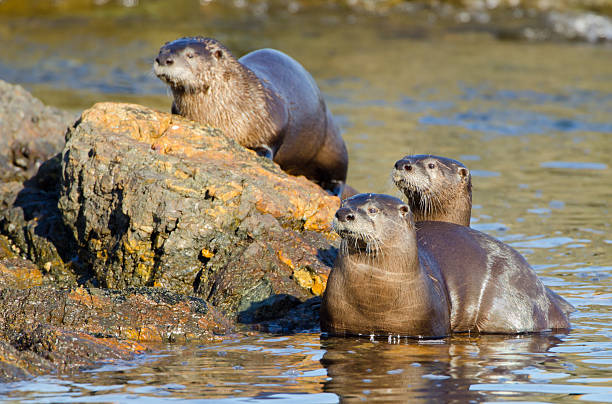 istock River Otters Family 184877770