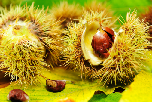 Chestnuts lie in the forest with their shells
