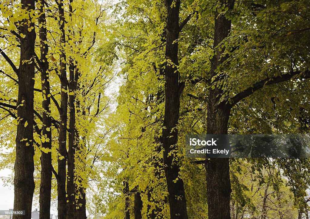 Avenue de feuillus arbres en automne. - Photo de Arbre libre de droits