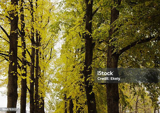 Photo libre de droit de Avenue De Feuillus Arbres En Automne banque d'images et plus d'images libres de droit de Arbre - Arbre, Arbre à feuilles caduques, Automne