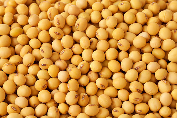 Soybean stock photo