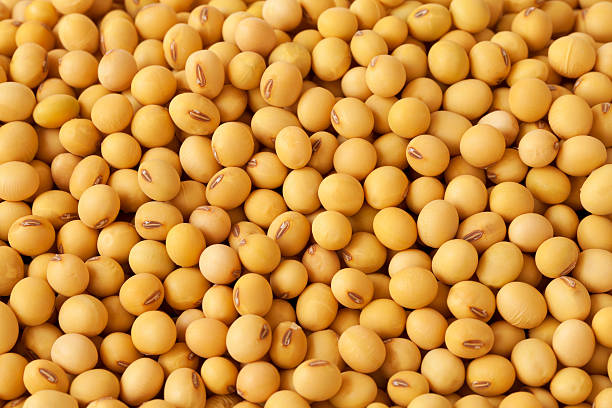 soybean - soya fasulyesi stok fotoğraflar ve resimler