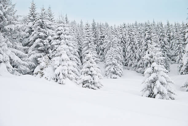 istock Winter Landscape with Snow and Trees 184878580
