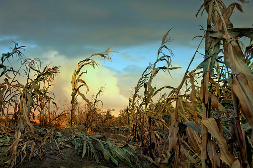 Raggedy cornfield at sunset.