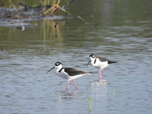 istock Black-necked Stilts (Himantopus mexicanus) - walking in a lake 1848786773