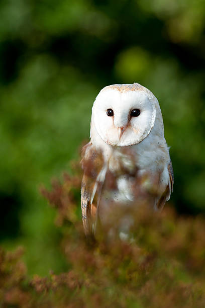 istock Barn Owl looking for prey at dusk 184878805