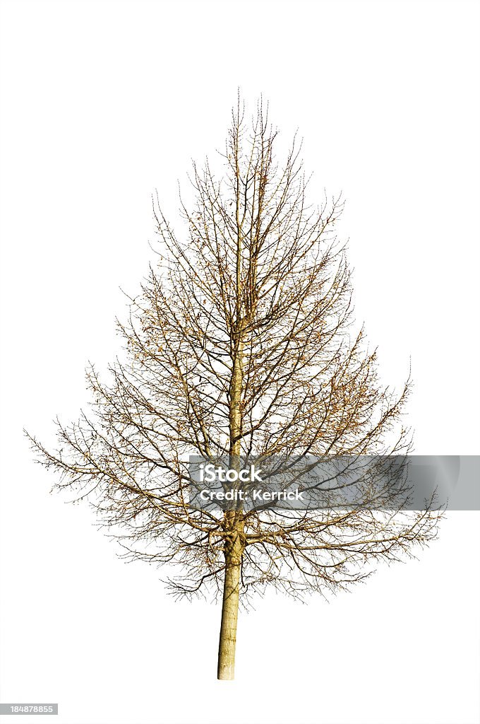 Baum im Winter, isoliert auf weiss - Lizenzfrei Ast - Pflanzenbestandteil Stock-Foto